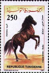 Cheval Arabe-Barbe
