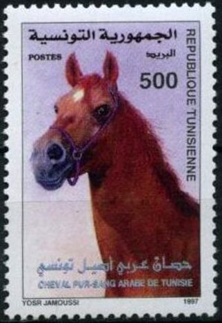 Pur-sang Arabe de Tunisie  Tête