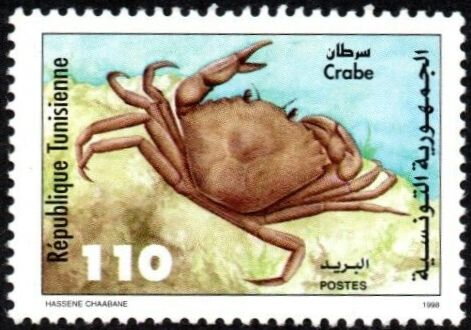 Crabe — Scylla serrata