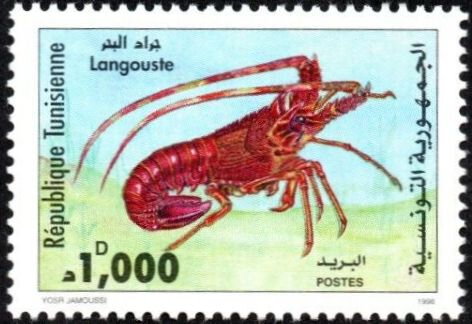 Langouste - Palinurus elephas