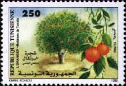 L'Oranger -Maltaise de Tunisie
