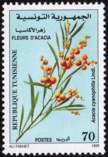 Fleurs d’acacia
