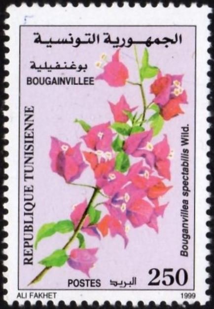 Bougainvillée