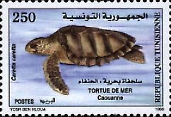 Tortue de mer