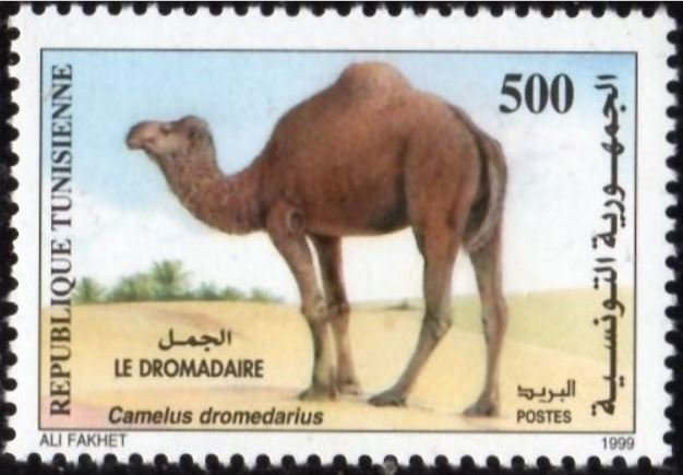 Le dromadaire