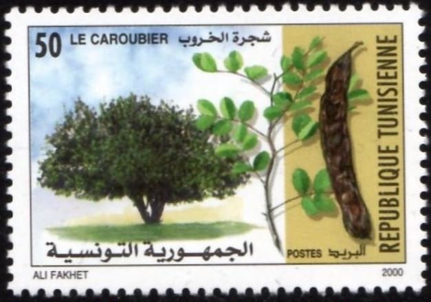 Le Caroubier - Ceratonia siliqua