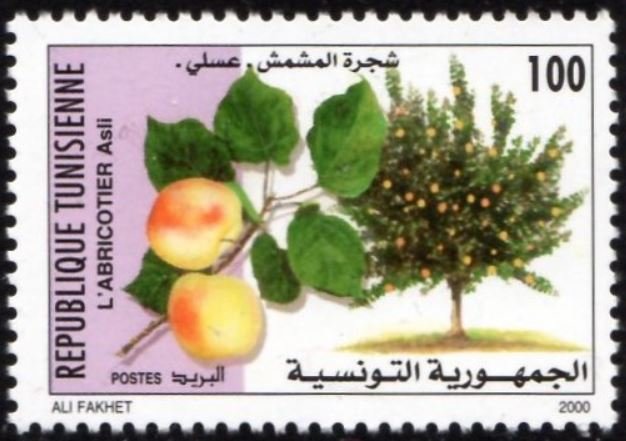 L'Abricotier Asli - Prunus armeniaca