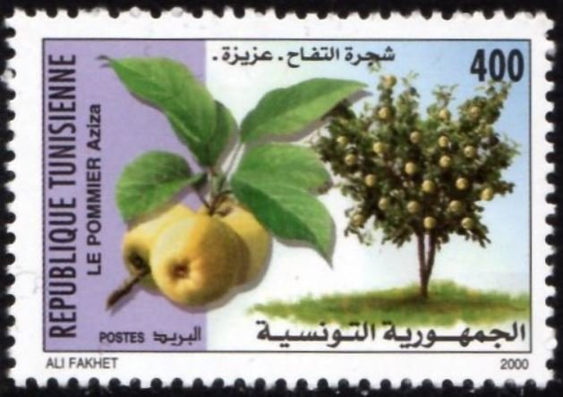 Le Pommier Aziza - Malus domestica