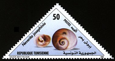 Neverita josephinia - Bebouch Bahar