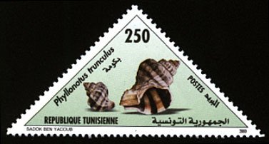 Phyllonotus trunculus - Bakouma