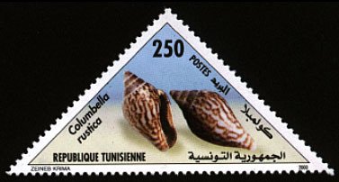 Columbella rustica - Columbella