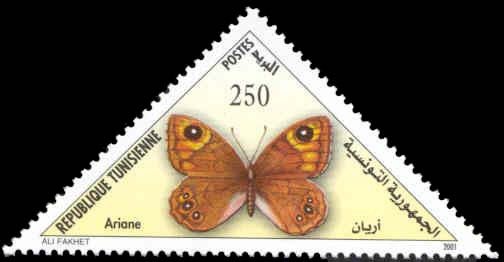 papillon L'Ariane - Lasiommata maera