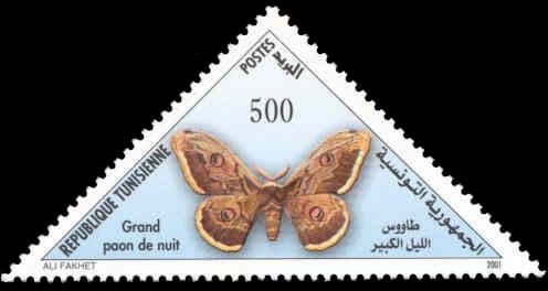 papillon Le Grand Paon de Nuit -Saturnia pyri