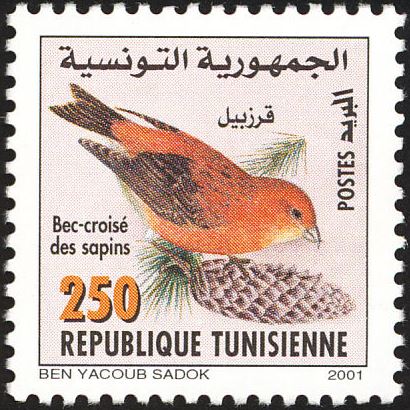 Bec-croisé des sapins (Loxia curvirostra)