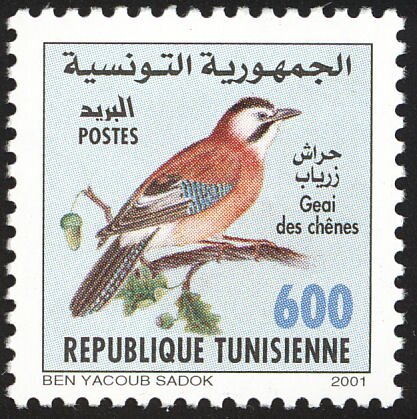 Geai des chênes (Garrulus glandarius)