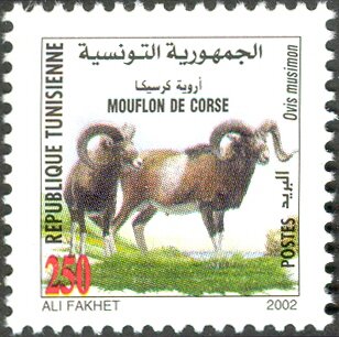 Mouflon de Corse - Ovis musimon