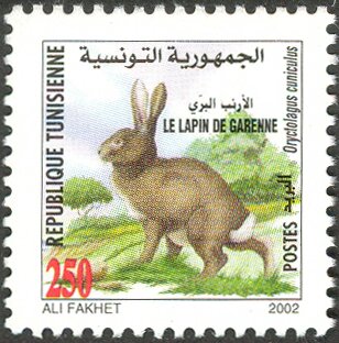 Lapin de garenne