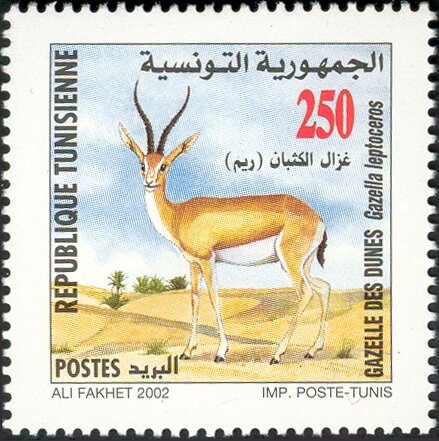 la gazelle des dunes (Gazella leptoceros)