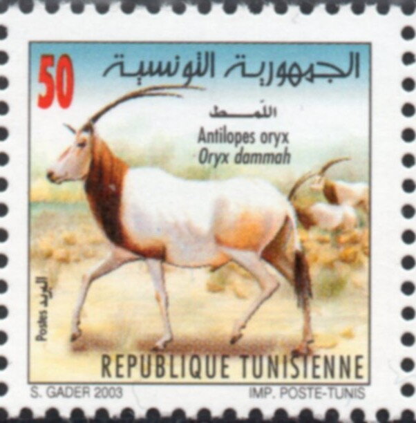 Oryx algazelle (Oryx dammah)