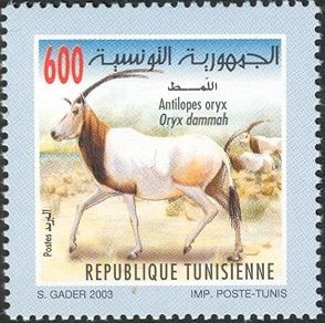 Oryx algazelle (Oryx dammah)