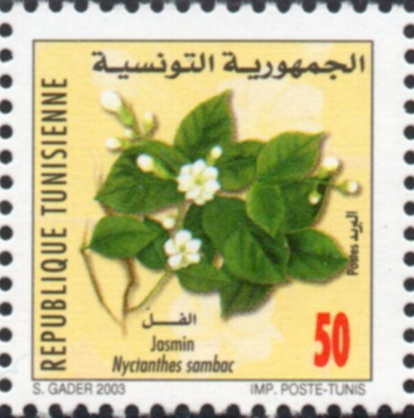 jasmin (Nyctanthes sambac)