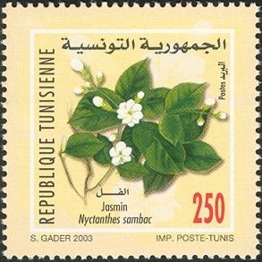 jasmin (Nyctanthes sambac)