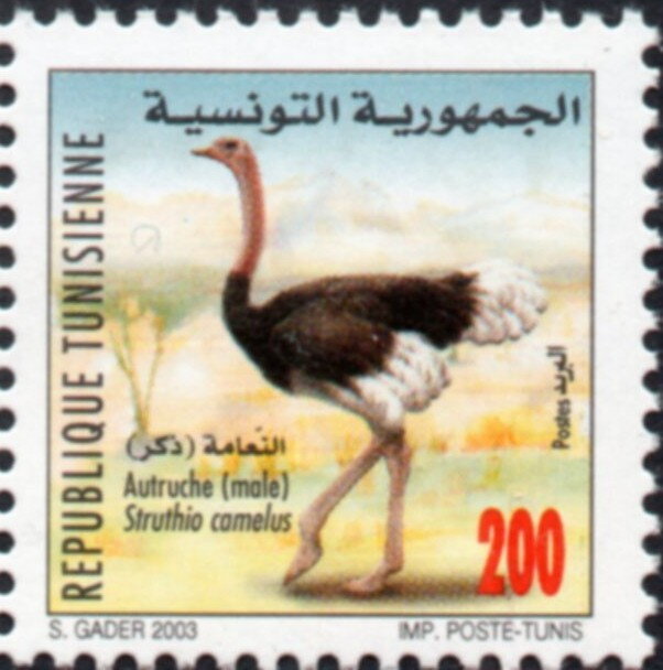 l'autruche mâle (Struthio camelus)