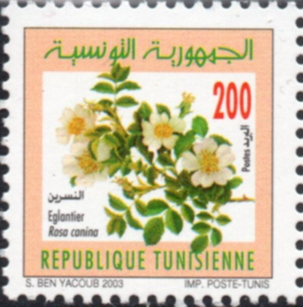 Églantier (Rosa canina) « Nesri »,
