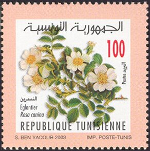 Églantier (Rosa canina) « Nesri »,