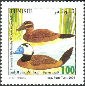 Érismature à tête blanche (Oxyura leucocephala)