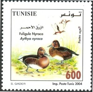 Fuligule nyroca (Aythya nyroca)