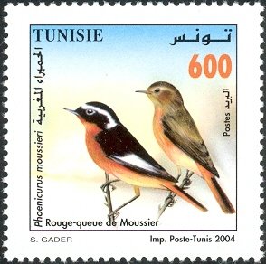Rouge-queue de Moussier (Phoenicurus moussieri)