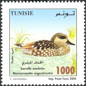 Sarcelle marbrée (Marmaronetta angustirostris)