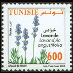 La lavande ( Lavandula angustifolia)