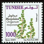 La marjolaine ( Origanum majorana)