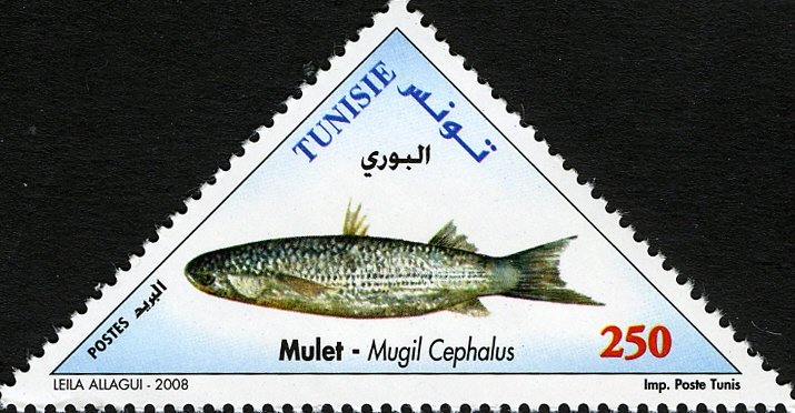 Poissons de Tunisie : Mulet