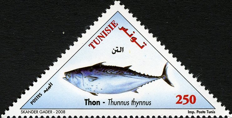 Poissons de Tunisie : Thon