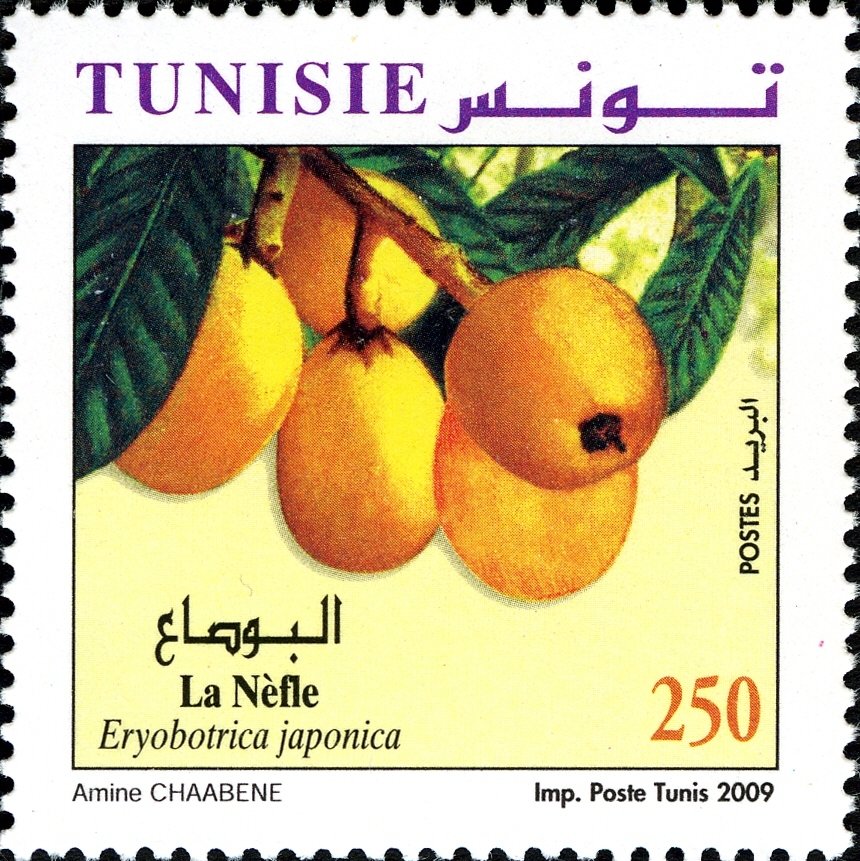 La Nèfle (Eryobotrya japonica)