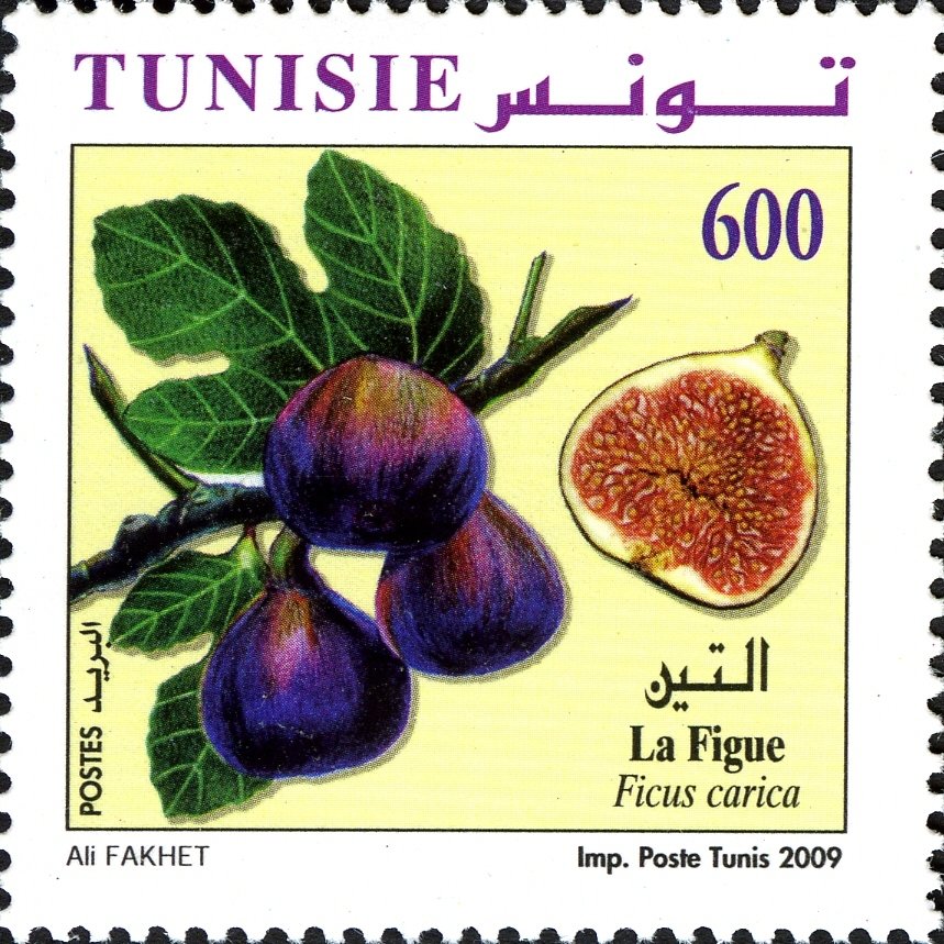 figue (Ficus carica)