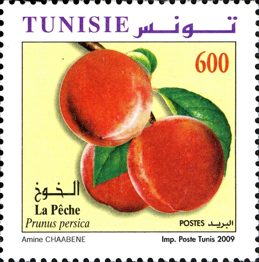 pêche (Prunus persica)