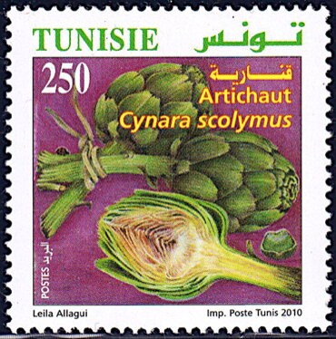 L'Agriculture Biologique en Tunisie : Artichaut (Cynara scolymus)