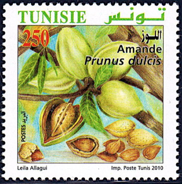 L'Agriculture Biologique en Tunisie : Amande (Prunus dulcis)