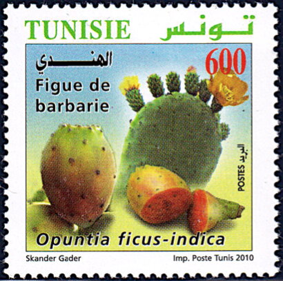 L'Agriculture Biologique en Tunisie : figue de barbarie (Opuntia ficus-indica)