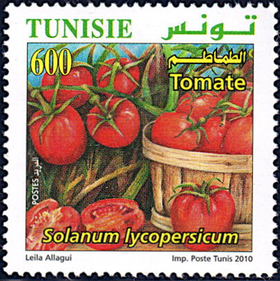 L'Agriculture Biologique en Tunisie : tomate (Solanum lycopersicum)