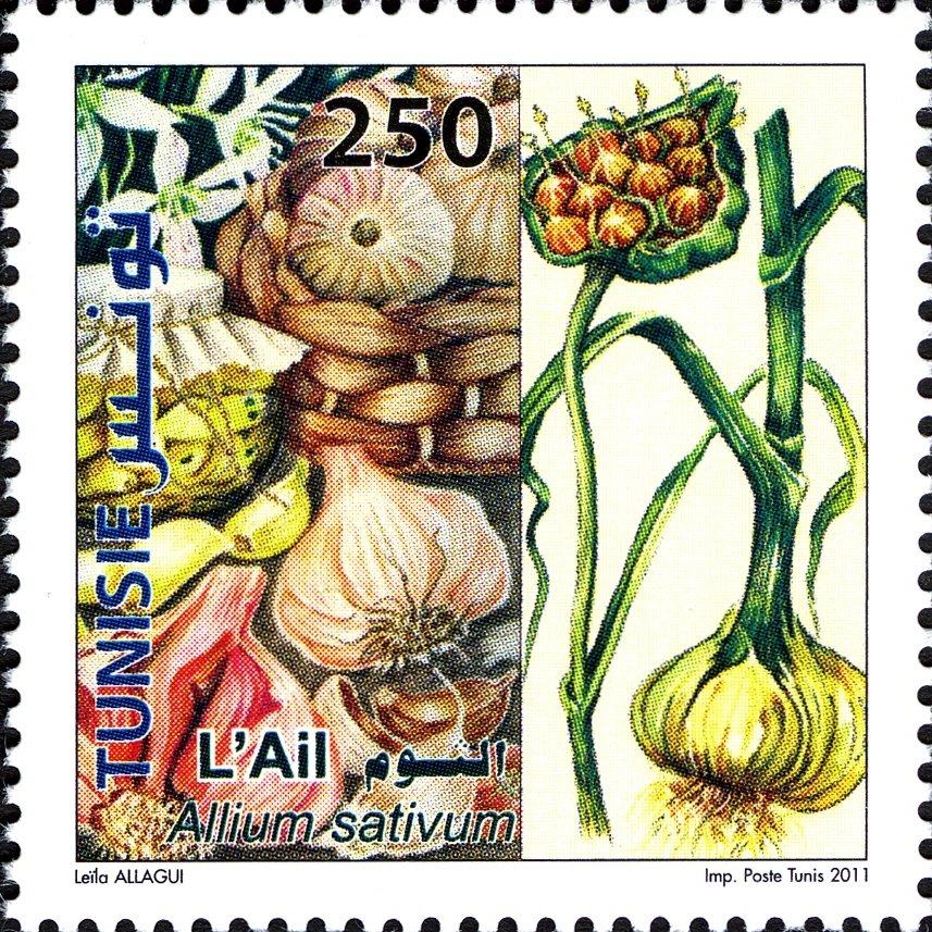 Plantes Médicinales : l'Ail