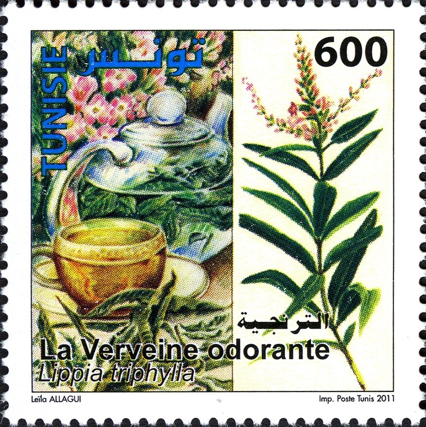 Plantes Médicinales : la Verveine Odorante