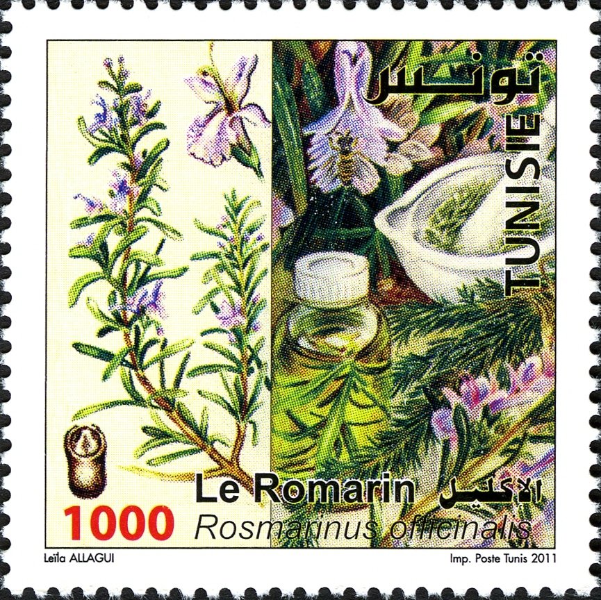 Plantes Médicinales : le Romarin