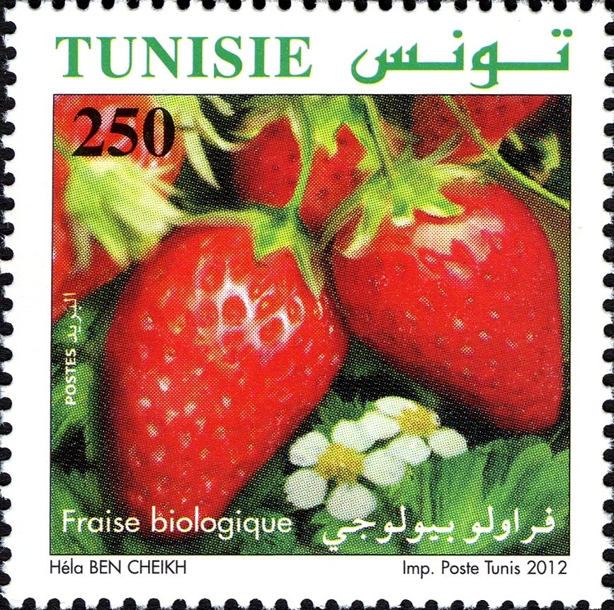 Agriculture Biologique en Tunisie : La Fraise