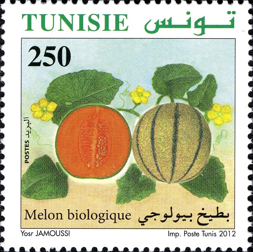 Agriculture Biologique en Tunisie : Le Melon