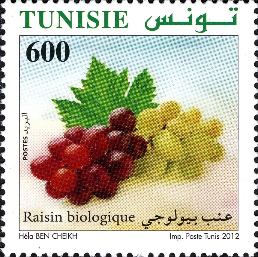 Agriculture Biologique en Tunisie : Le Raisin